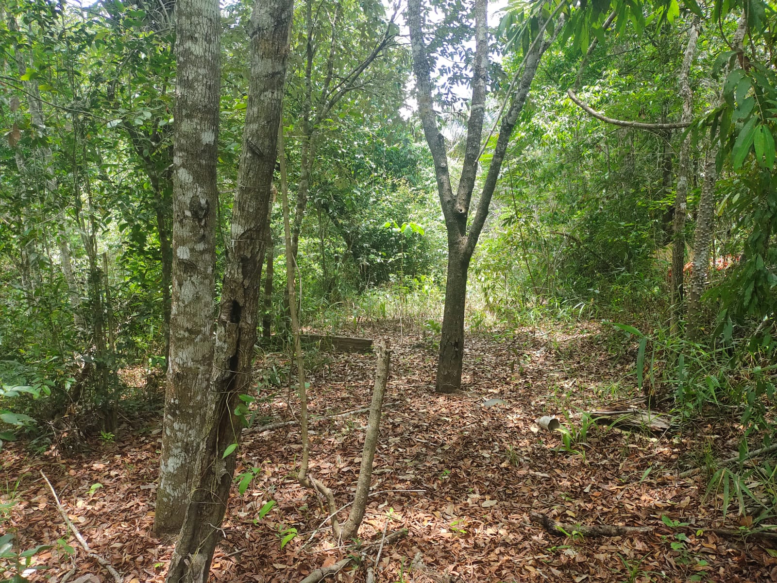 Imagem Fazenda à Venda, 6 HAem Moinho - Alto Paraíso de Goiás