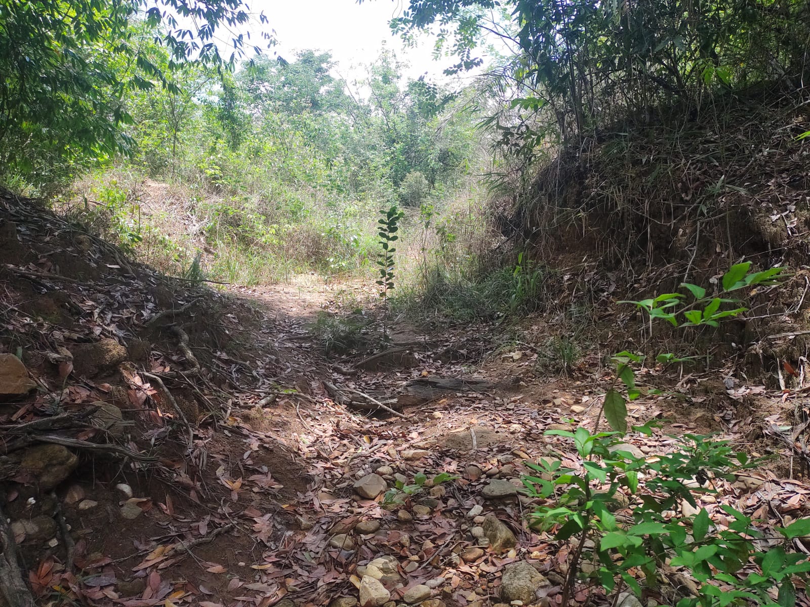 Imagem Fazenda à Venda, 6 HAem Moinho - Alto Paraíso de Goiás