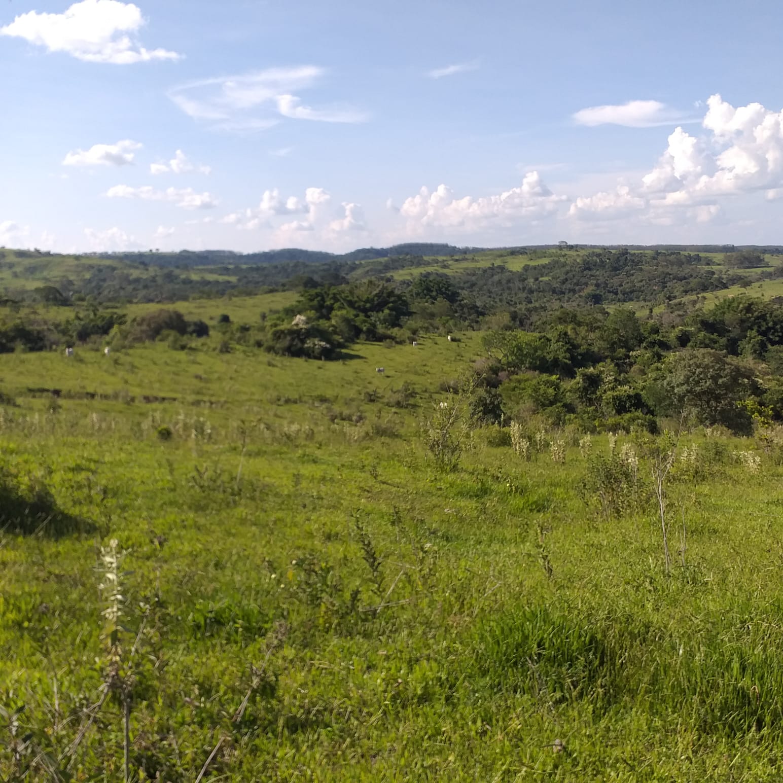 Foto do imóvel: Fazenda à Venda, 74 Alq. SP em Área Rural de Álvaro de Carvalho - Álvaro de Carvalho