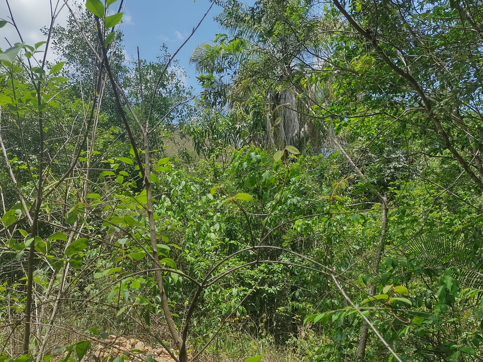 Imagem Fazenda à Venda, 6 HAem Moinho - Alto Paraíso de Goiás