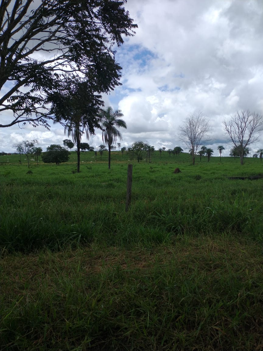 Imagem Fazenda à Venda, 2 HAem Zona Rural - Campinápolis