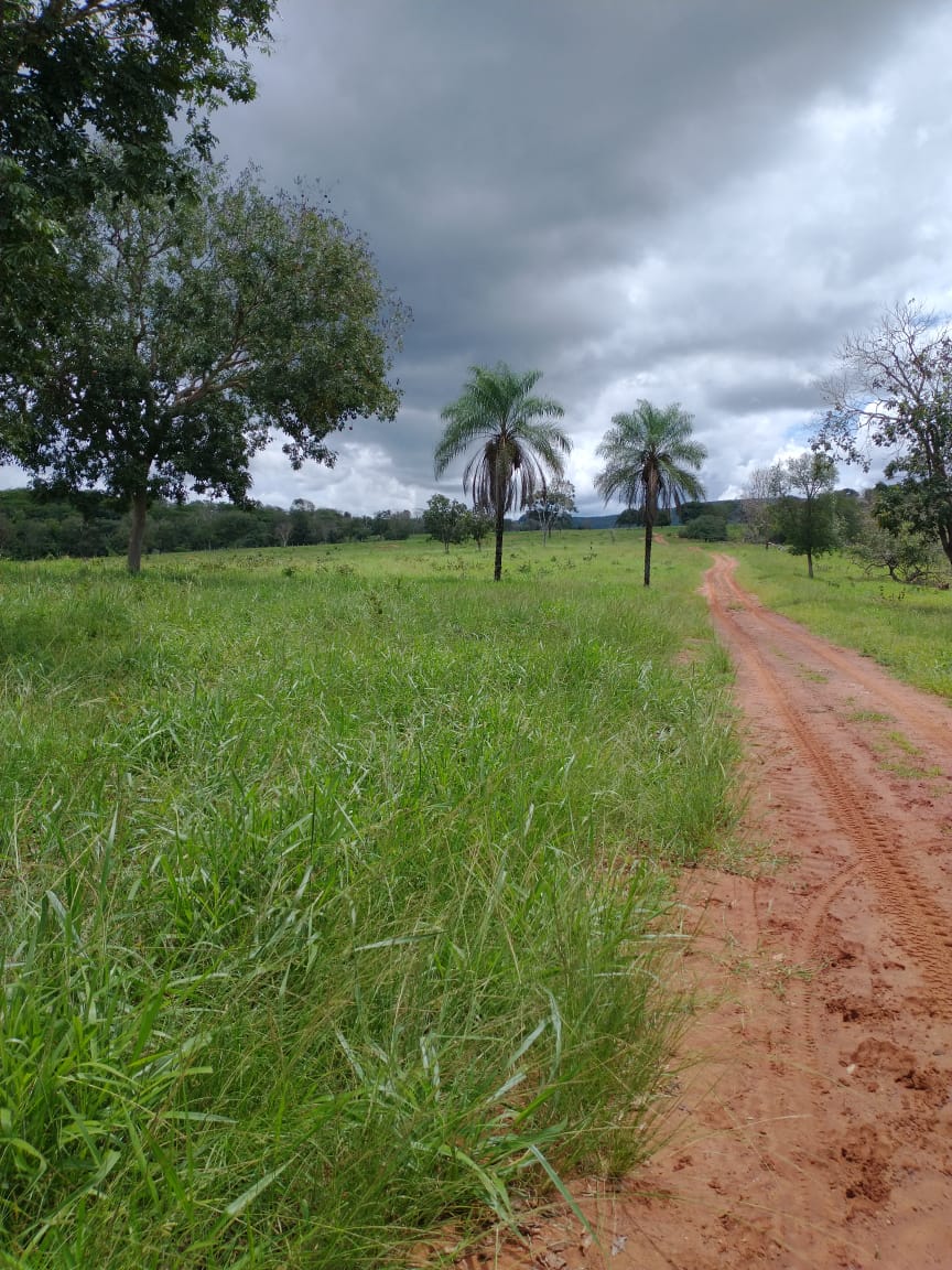 Imagem Fazenda à Venda, 2 HAem Zona Rural - Campinápolis