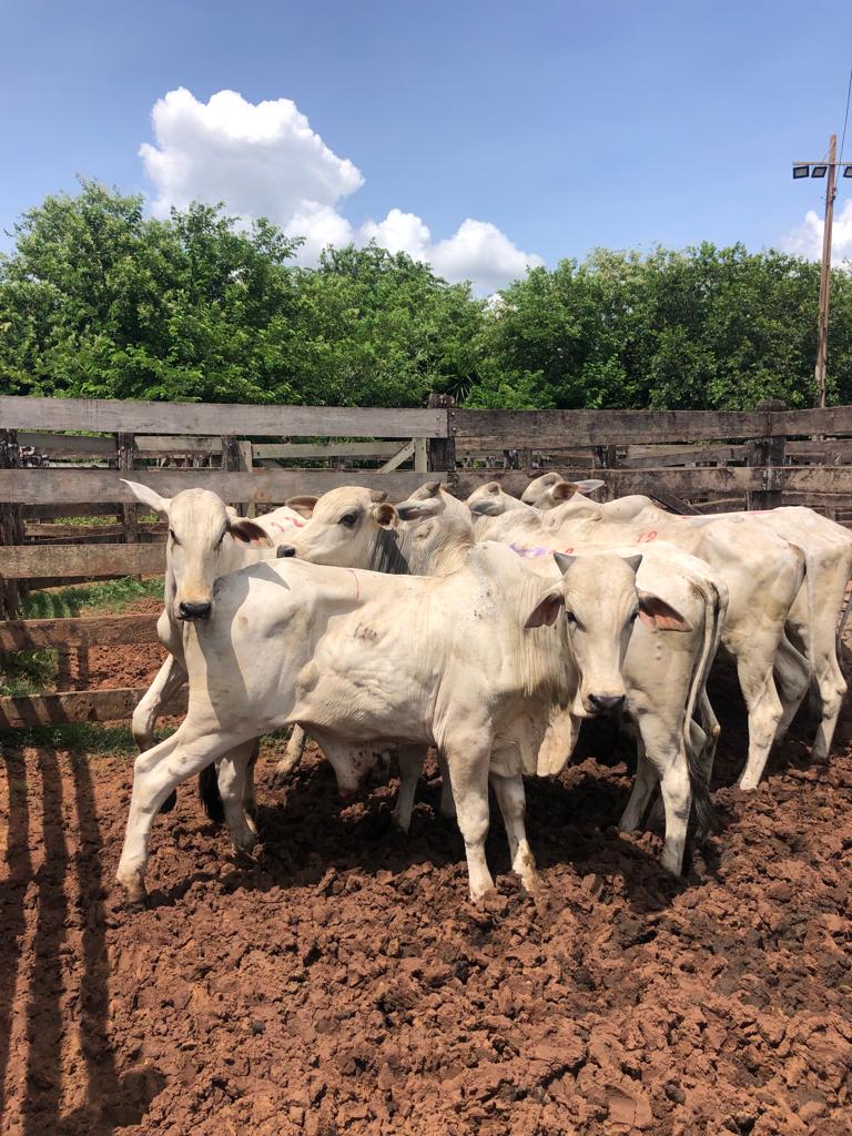 Foto do imóvel: Fazenda à Venda, 74 Alq. SP em Área Rural de Álvaro de Carvalho - Álvaro de Carvalho