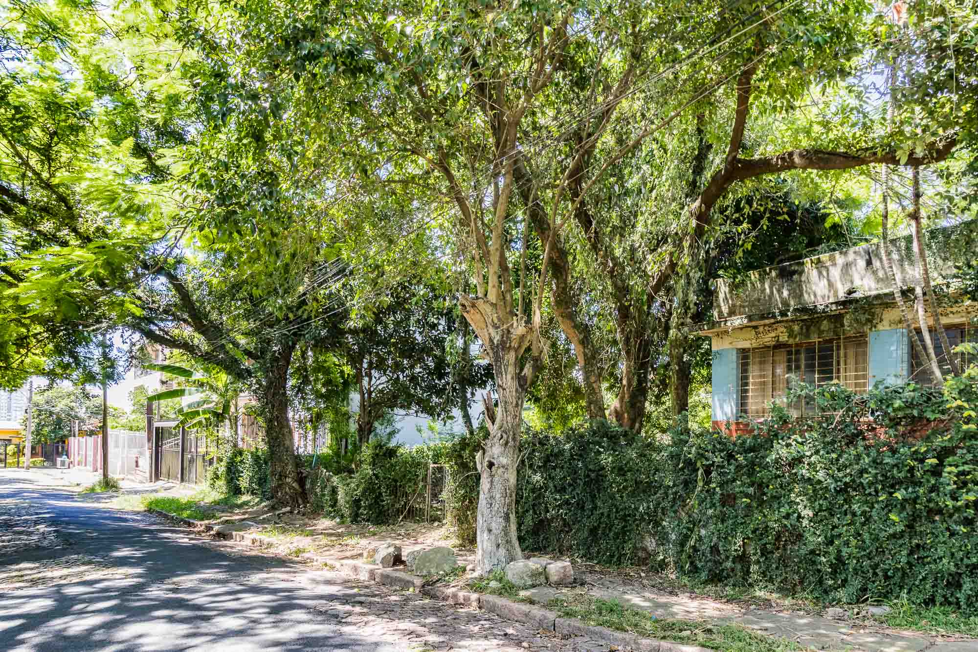 Foto do imóvel: Terreno à Venda, 705 m² em Vila Ipiranga - Porto Alegre
