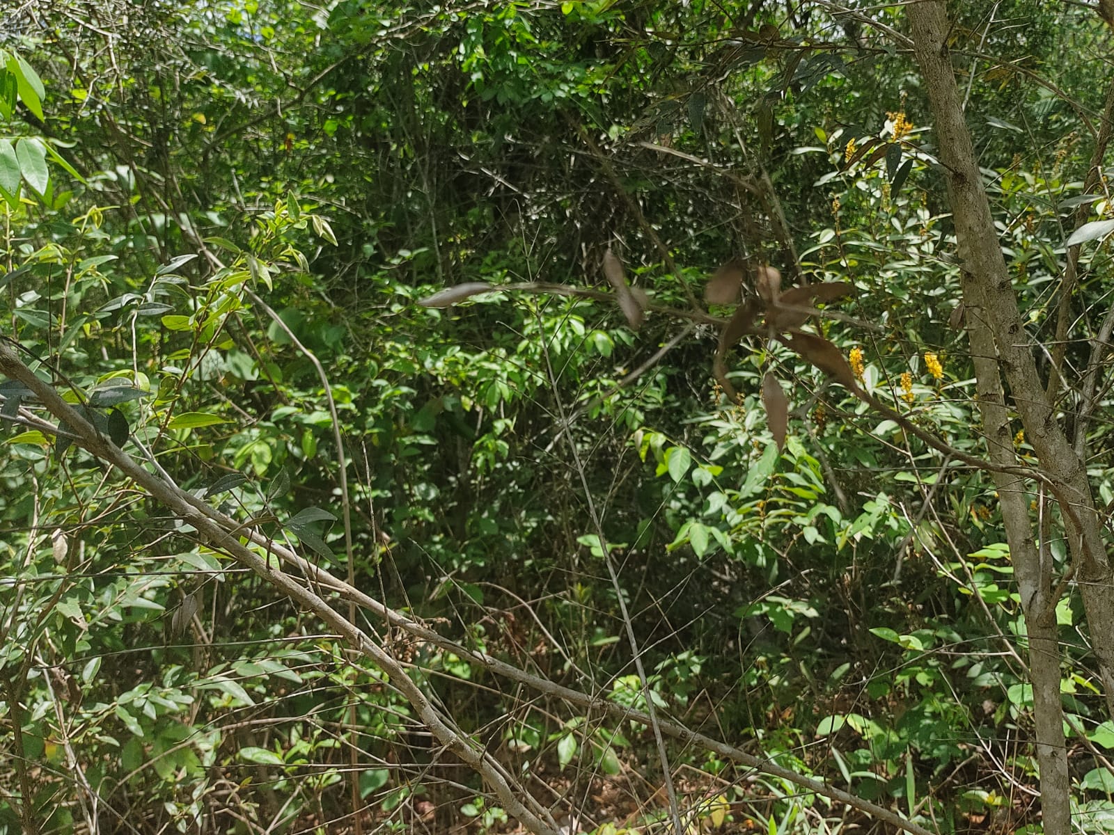 Imagem Fazenda à Venda, 6 HAem Moinho - Alto Paraíso de Goiás