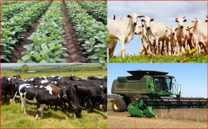 Imagem Fazenda à Venda, 350 m² em Mg - João Pinheiro