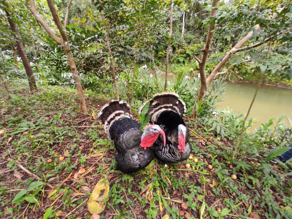 Imagem Imóvel com 2 Quartos à Venda,  em Canta Galo - Major Gercino