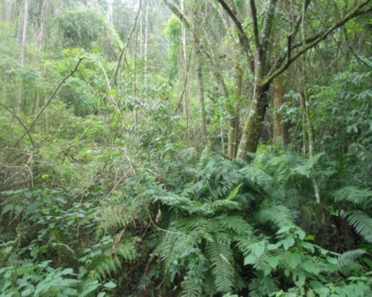 Imagem Terreno à Venda, 190.000 m² em Linha Olinda - Nova Petrópolis