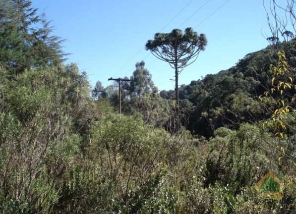 Imagem Terreno à Venda, 4.695 m² em Campos De Cunha - Cunha