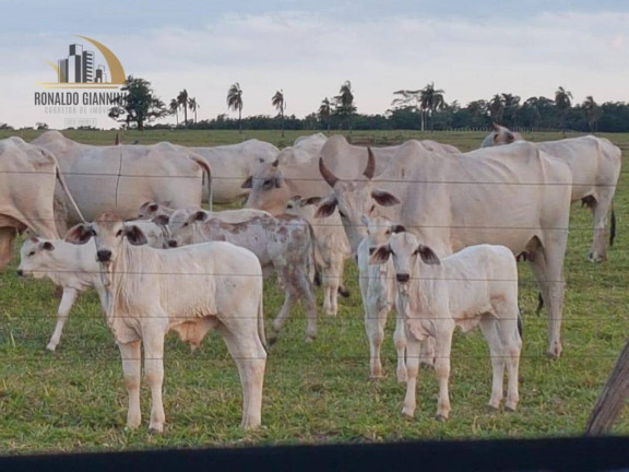 Imagem Fazenda à Venda, 22.022.000 m² em Distrito Industrial - Presidente Prudente