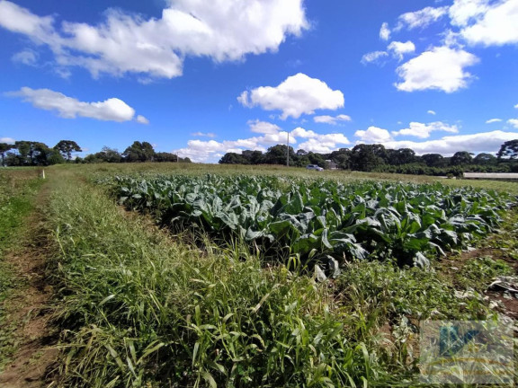 Imagem Terreno à Venda, 43.000 m² em Campo Largo Da Roseira - São José Dos Pinhais