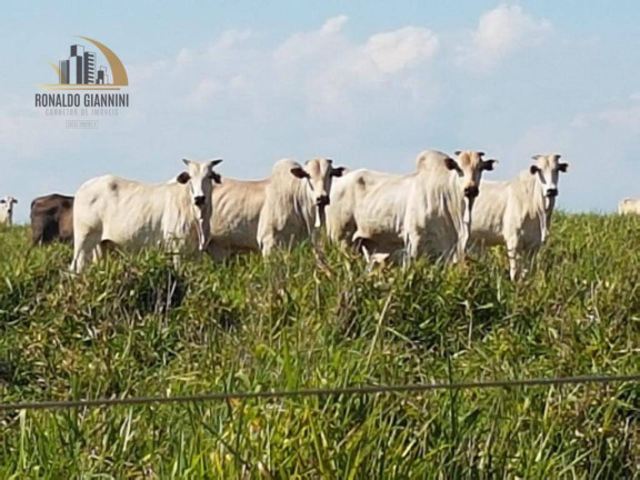 Imagem Fazenda à Venda, 22.022.000 m² em Distrito Industrial - Presidente Prudente