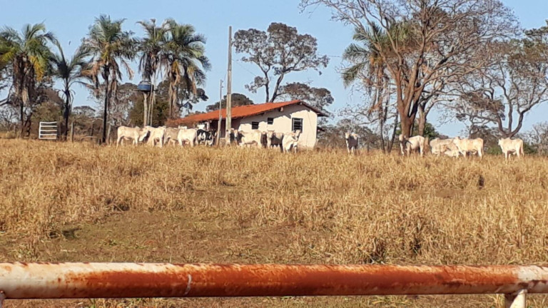 Imagem Fazenda à Venda, 314 m² em Zona Rural - Ituiutaba