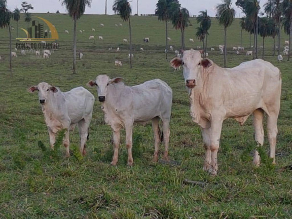 Imagem Fazenda à Venda, 22.022.000 m² em Distrito Industrial - Presidente Prudente