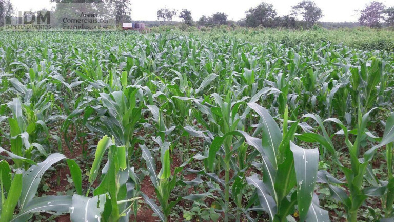 Imagem Chácara à Venda, 6.660.000 m² em Centro - Cristalândia