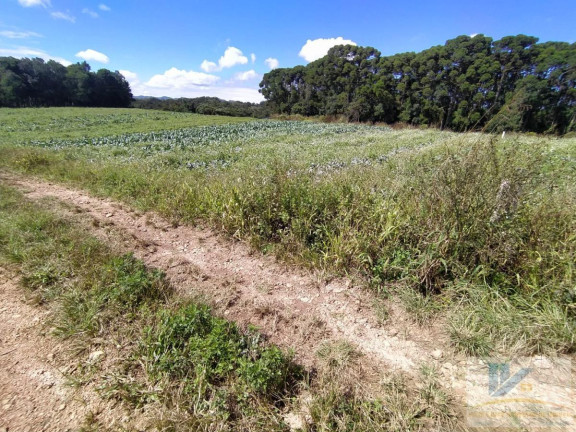 Imagem Terreno à Venda, 43.000 m² em Campo Largo Da Roseira - São José Dos Pinhais