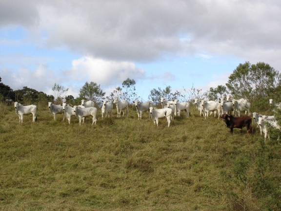 Imagem Fazenda à Venda, 1.331.000 m² em Piquete - Piquete
