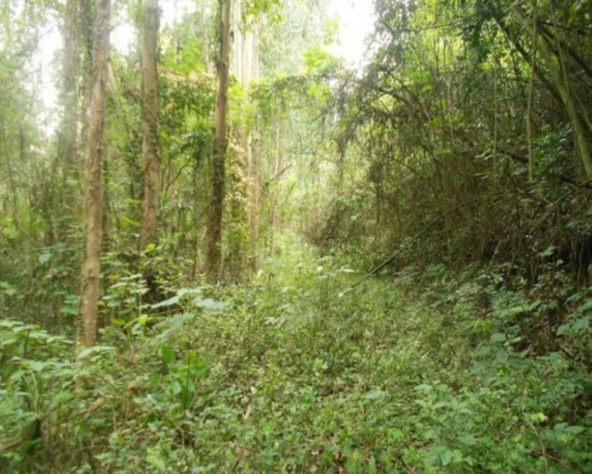 Imagem Terreno à Venda, 190.000 m² em Linha Olinda - Nova Petrópolis