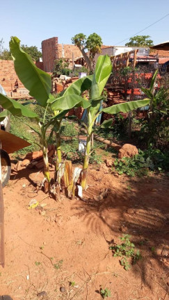 Imagem Fazenda à Venda, 600 m² em Centro - Santo Antônio Do Aracanguá