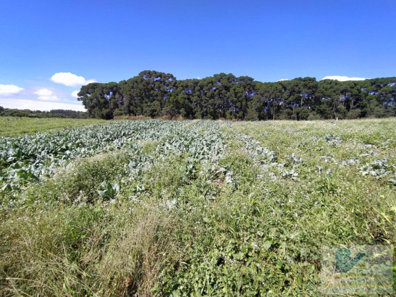 Imagem Terreno à Venda, 43.000 m² em Campo Largo Da Roseira - São José Dos Pinhais