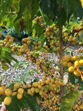 Imagem Fazenda à Venda, 968.000 m² em São Luis - Jacutinga