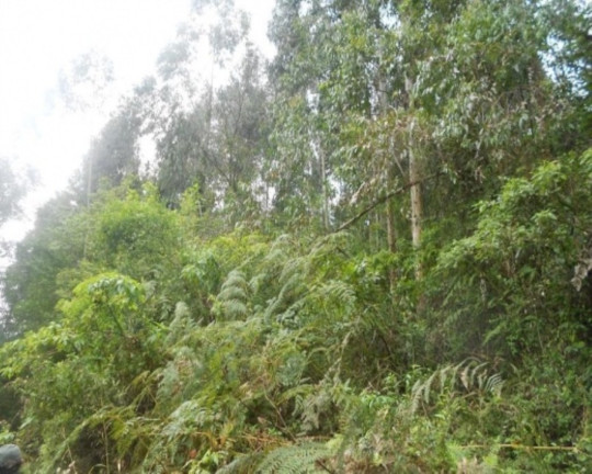 Imagem Terreno à Venda, 190.000 m² em Linha Olinda - Nova Petrópolis