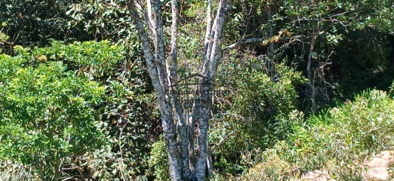 Imagem Imóvel à Venda, 1.600 m² em Campos Novos - Cunha