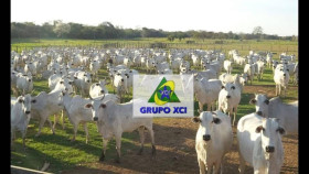 Fazenda à Venda, 785.550.000 m² em Zona Rural - Miranda