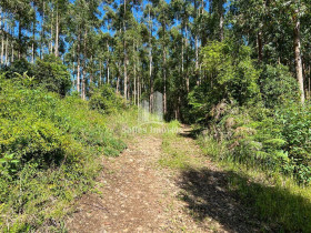 Chácara à Venda, 20.000 m² em Centro - Farroupilha