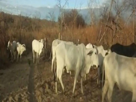 Fazenda à Venda, 70.000.000 m² em Zona Rural - Pilão Arcado