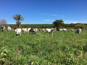 Fazenda à Venda, 2.000.000 m² em Centro - Condeúba