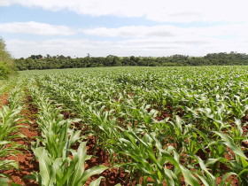 Chácara com 3 Quartos à Venda, 375 m² em Zona Rural - Cesário Lange