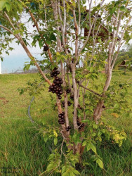 Imóvel com 2 Quartos à Venda, 90 m² em Zona Rural - Caldas