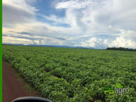 Imóvel à Venda, 390.000.000 m² em Zona Rural - Santa Terezinha